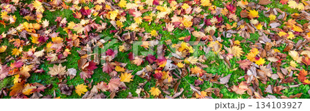人のいない晩秋の公園で見つけた一面に落葉の葉っぱの絨毯 134103927