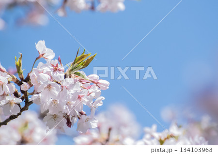 青空に映える桜 青空に映える桜 134103968