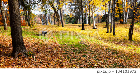 人のいない晩秋の公園で見つけた一面に落葉の葉っぱの絨毯 人のいない晩秋の公園で見つけた一面に落葉の葉っぱの絨毯 134103972