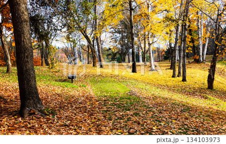 人のいない晩秋の公園で見つけた一面に落葉の葉っぱの絨毯 人のいない晩秋の公園で見つけた一面に落葉の葉っぱの絨毯 134103973