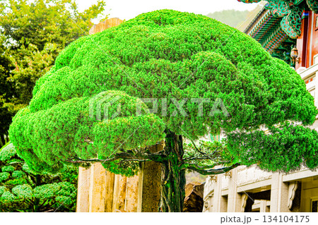 Korean pine. Pinus Koraiensis Plant Growing in The Garden in Korea 134104175