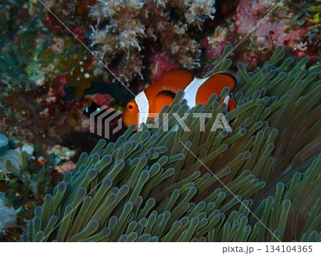 イソギンチャクに隠れるカクレクマノミ 134104365