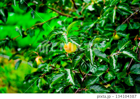 Persimmon tree with Ripe orange persimmons fruit in autumn garden in Korea 134104387