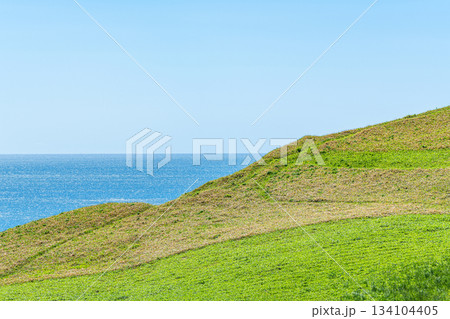 緑に覆われた夏の丘とキラキラと輝く海（自然イメージ） 134104405