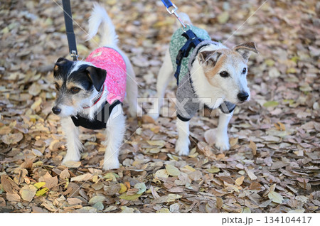 落ち葉の上を散歩する仲良しわんこ　2匹のジャックラッセルテリア 134104417
