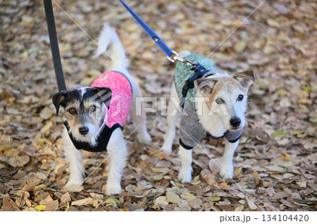 落ち葉の上を散歩する仲良しわんこ　2匹のジャックラッセルテリア 134104420