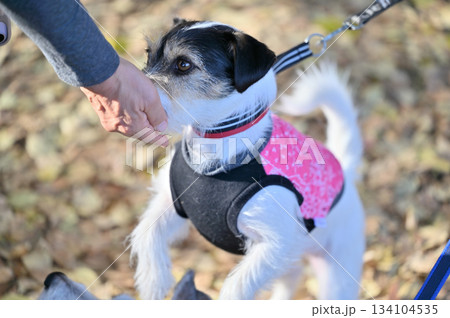 落ち葉の上を散歩するジャックラッセルテリア 134104535