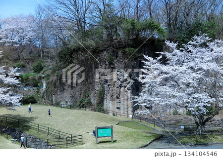 玄武岩の柱状節理を間近に見られる、京都府福知山市の「やくの玄武岩公園」：高台から見た公園の広場と桜 134104546