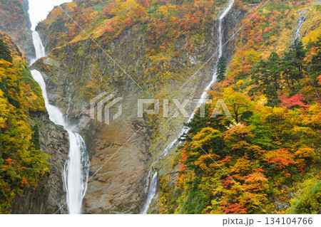 富山_紅葉に染まる称名滝の絶景風景 134104766
