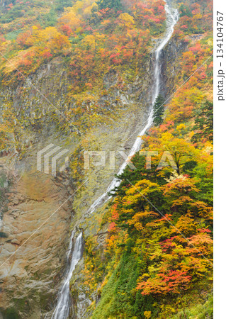 富山_紅葉に染まる称名滝の絶景風景 134104767