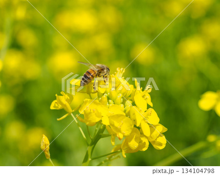 菜の花に群れるミツバチのイメージ 134104798