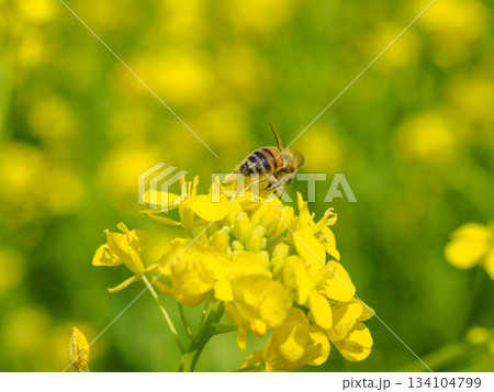 菜の花に群れるミツバチのイメージ 134104799