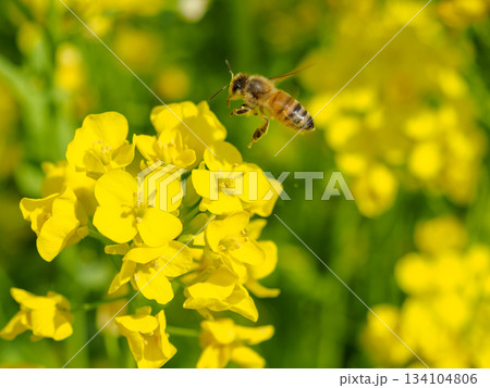 菜の花に群れるミツバチのイメージ 134104806