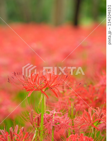満開に咲く彼岸花のイメージ（曼珠沙華） 134104831