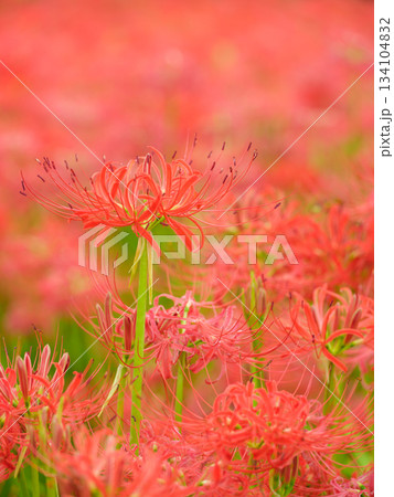 満開に咲く彼岸花のイメージ（曼珠沙華） 134104832