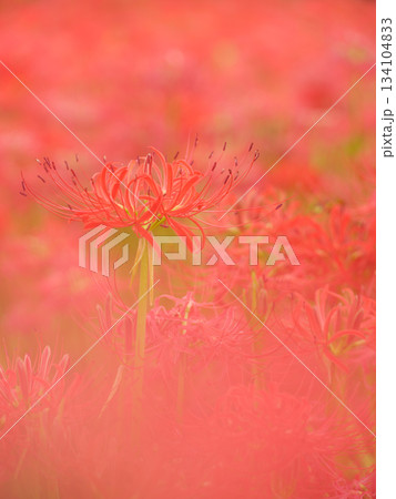 満開に咲く彼岸花のイメージ（曼珠沙華） 134104833