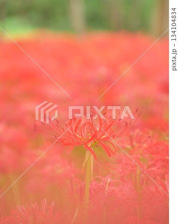 満開に咲く彼岸花のイメージ（曼珠沙華） 134104834