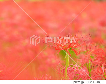 満開に咲く彼岸花のイメージ（曼珠沙華） 134104836