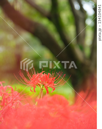 満開に咲く彼岸花のイメージ（曼珠沙華） 134104841