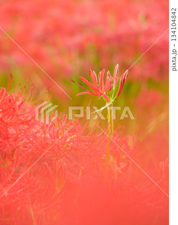 満開に咲く彼岸花のイメージ(曼珠沙華) 満開に咲く彼岸花のイメージ(曼珠沙華) 134104842