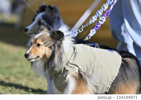 仲良しシェルティのお散歩 134104971