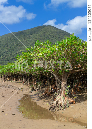 奄美大島_干潮とマングローブ林のイメージ 134105082