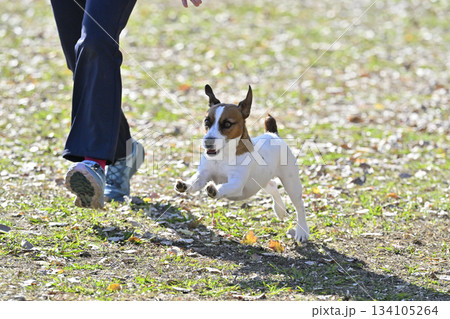 ドッグランで遊ぶジャックラッセルテリア 134105264