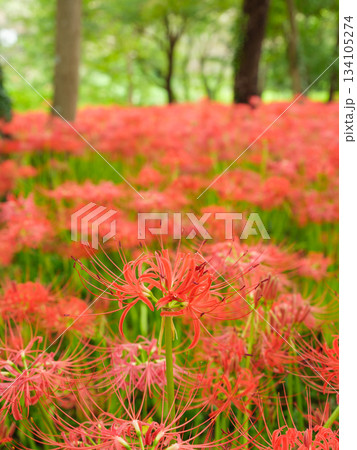 満開に咲く彼岸花のイメージ（曼珠沙華） 134105274