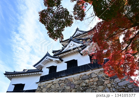 天守閣と青空（彦根城） 134105377