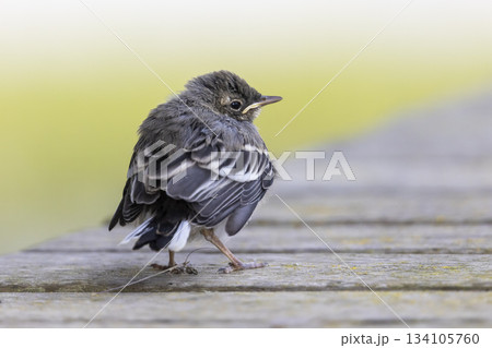 Juvenile white wagtail resting on wooden surface at Marker Wadden in the Netherlands 134105760