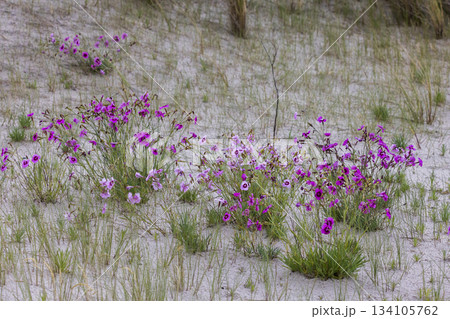 Dianthus plumarius blooms at Marker Wadden in Lelystad, Flevoland, Nederland during springtime growth and natural habitat 134105762