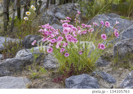 Common pink flowers seen at Marker Wadden in Lelystad, Flevoland, Netherlands during a sunny day in spring 134105763