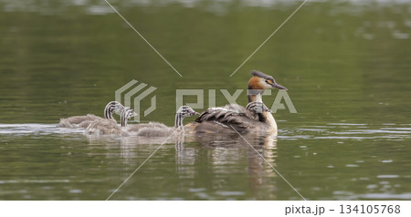 Great crested grebe with juveniles swimming at Marker Wadden in the Netherlands during a calm day Great crested grebe with juveniles swimming at Marker Wadden in the Netherlands during a calm day 134105768