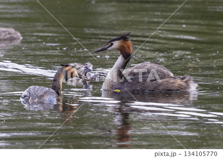 Great crested grebe and juveniles engage in feeding at Marker Wadden in the Netherlands during summer season Great crested grebe and juveniles engage in feeding at Marker Wadden in the Netherlands during summer season 134105770