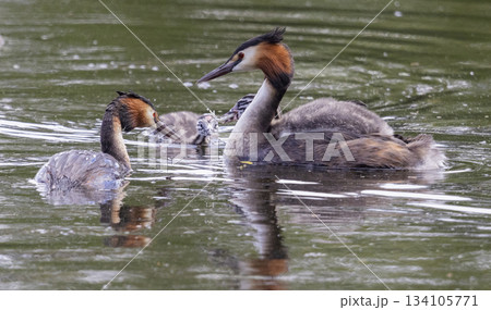 Great crested grebe and juveniles at Marker Wadden in Netherlands during summer activity Great crested grebe and juveniles at Marker Wadden in Netherlands during summer activity 134105771