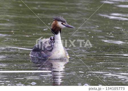 Great crested grebe with juveniles swimming together at Marker Wadden in the Netherlands during the day 134105773