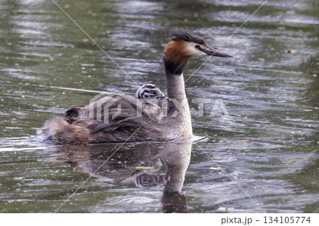 Great crested grebe with juveniles swimming in Marker Wadden, Netherlands during springtime Great crested grebe with juveniles swimming in Marker Wadden, Netherlands during springtime 134105774
