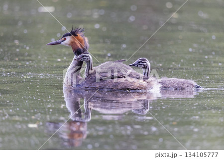 Great crested grebe caring for juveniles in Marker Wadden, Netherlands during early morning hours Great crested grebe caring for juveniles in Marker Wadden, Netherlands during early morning hours 134105777
