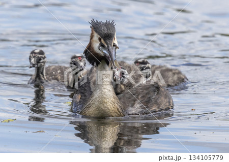Great crested grebe caring for juveniles at Marker Wadden in the Netherlands during the nesting season Great crested grebe caring for juveniles at Marker Wadden in the Netherlands during the nesting season 134105779