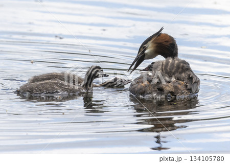 Great crested grebe cares for juveniles at Marker Wadden in the Netherlands during late spring Great crested grebe cares for juveniles at Marker Wadden in the Netherlands during late spring 134105780
