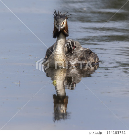 Great crested grebe with juveniles at Marker Wadden in the Netherlands during summer 134105781