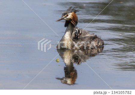 Great crested grebe with juveniles in the water at Marker Wadden, Netherlands during day 134105782