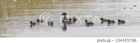 Tufted duck swims with juveniles in wetlands of the Netherlands during sunny day Tufted duck swims with juveniles in wetlands of the Netherlands during sunny day 134105786