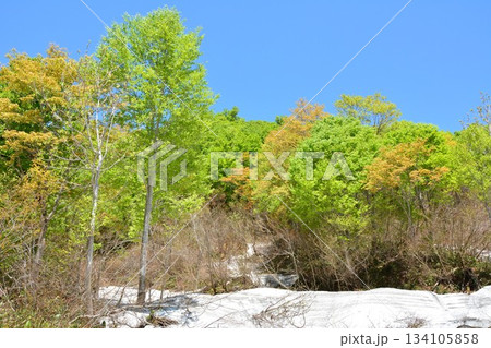早春残雪新緑の新潟県魚沼市奥只見銀山平枝折峠風景 早春残雪新緑の新潟県魚沼市奥只見銀山平枝折峠風景 134105858