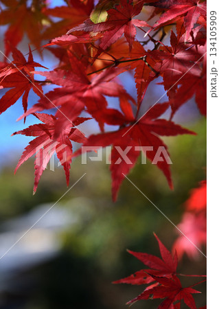 真っ赤な紅葉 真っ赤な紅葉 134105909