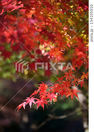 真っ赤な紅葉 真っ赤な紅葉 134105910