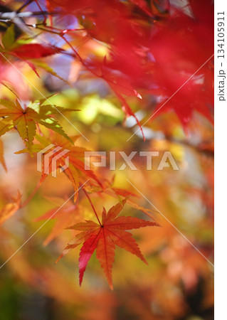 鮮やかな紅葉 鮮やかな紅葉 134105911