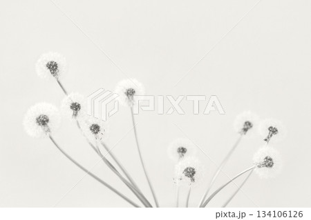 Trendy color of year 2026 - Cloud Dancer. Soft fluffy dandelions with white seeds on a mocha Dancer background with space for text. Copy space. Banner. 134106126