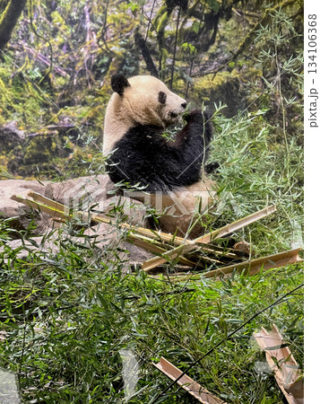 上野動物園 ジャイアントパンダ シャオシャオ 上野動物園 ジャイアントパンダ シャオシャオ 134106368