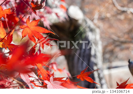 「兵庫県」(12月)【紅葉】 紅葉で赤く染まる公園 紅葉狩り 「兵庫県」(12月)【紅葉】 紅葉で赤く染まる公園 紅葉狩り 134106714